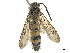  (Phalerimeris - CCDB-32136-F02)  @11 [ ] CreativeCommons - Attribution (2018) CBG Photography Group Smithsonian Institution