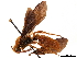  (Trisciloa - CCDB-32136-F07)  @11 [ ] CreativeCommons - Attribution (2018) CBG Photography Group Smithsonian Institution