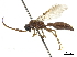  (Brachycistis alcanor - CCDB-32136-F09)  @11 [ ] CreativeCommons - Attribution (2018) CBG Photography Group Smithsonian Institution
