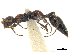  (Methocha heveli - CCDB-32136-H03)  @11 [ ] CreativeCommons - Attribution (2018) CBG Photography Group Smithsonian Institution