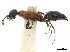  (Methocha litoralis - CCDB-32136-H04)  @11 [ ] CreativeCommons - Attribution (2018) CBG Photography Group Smithsonian Institution