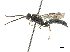  (Methocha ubiquita - CCDB-32136-H05)  @11 [ ] CreativeCommons - Attribution (2018) CBG Photography Group Smithsonian Institution