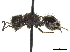 ( - CCDB-32137-B03)  @11 [ ] CreativeCommons - Attribution (2018) CBG Photography Group Smithsonian Institution