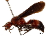  (Sphaeropthalma pennsylvanica - CCDB-32137-B12)  @11 [ ] CreativeCommons - Attribution (2018) CBG Photography Group Smithsonian Institution