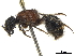  (Bischoffitilla pungens - CCDB-32137-C04)  @11 [ ] CreativeCommons - Attribution (2018) CBG Photography Group Smithsonian Institution