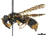  (Allodynerus - CCDB-32137-F03)  @14 [ ] CreativeCommons - Attribution (2018) CBG Photography Group Smithsonian Institution