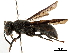 (Allorhynchium - CCDB-32137-F04)  @13 [ ] CreativeCommons - Attribution (2018) CBG Photography Group Smithsonian Institution