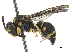  (Antepipona ceylonica - CCDB-32137-F08)  @11 [ ] CreativeCommons - Attribution (2018) CBG Photography Group Smithsonian Institution