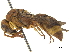  (Antodynerus - CCDB-32137-F11)  @14 [ ] CreativeCommons - Attribution (2018) CBG Photography Group Smithsonian Institution
