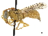  (Chlorodynerus - CCDB-32137-G03)  @11 [ ] CreativeCommons - Attribution (2018) CBG Photography Group Smithsonian Institution