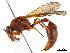  (Delta conoideum - CCDB-32137-G06)  @11 [ ] CreativeCommons - Attribution (2018) CBG Photography Group Smithsonian Institution