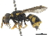  (Eustenancistrocerus amadanensis - CCDB-32137-G12)  @11 [ ] CreativeCommons - Attribution (2018) CBG Photography Group Smithsonian Institution
