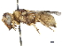  (Eustenancistrocerus - CCDB-32137-H01)  @15 [ ] CreativeCommons - Attribution (2018) CBG Photography Group Smithsonian Institution