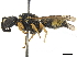  (Hemipterochilus - CCDB-32137-H04)  @11 [ ] CreativeCommons - Attribution (2018) CBG Photography Group Smithsonian Institution
