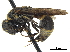  (Hypalastoroides brasiliensis - CCDB-32137-H05)  @11 [ ] CreativeCommons - Attribution (2018) CBG Photography Group Smithsonian Institution