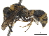 (Hypalastoroides - CCDB-32137-H06)  @11 [ ] CreativeCommons - Attribution (2018) CBG Photography Group Smithsonian Institution