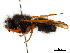  (Hypodynerus - CCDB-32137-H09)  @14 [ ] CreativeCommons - Attribution (2018) CBG Photography Group Smithsonian Institution