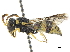  (Jucancistrocerus - CCDB-32137-H11)  @11 [ ] CreativeCommons - Attribution (2018) CBG Photography Group Smithsonian Institution