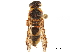  (Knemodynerus - CCDB-32138-A03)  @11 [ ] CreativeCommons - Attribution (2018) CBG Photography Group Smithsonian Institution