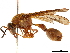  (Pachymenes ghilianii - CCDB-32138-B02)  @11 [ ] CreativeCommons - Attribution (2018) CBG Photography Group Smithsonian Institution