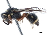  (Paraleptomenes miniatus - CCDB-32138-B05)  @11 [ ] CreativeCommons - Attribution (2018) CBG Photography Group Smithsonian Institution
