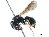  (Parodontodynerus - CCDB-32138-B09)  @11 [ ] CreativeCommons - Attribution (2018) CBG Photography Group Smithsonian Institution
