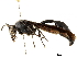  (Phimenes - CCDB-32138-B10)  @14 [ ] CreativeCommons - Attribution (2018) CBG Photography Group Smithsonian Institution