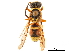  (Pterocheilus quinquefasciatus - CCDB-32138-C03)  @11 [ ] CreativeCommons - Attribution (2018) CBG Photography Group Smithsonian Institution