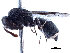  (Subancistrocerus sichelii - CCDB-32138-C09)  @11 [ ] CreativeCommons - Attribution (2018) CBG Photography Group Smithsonian Institution