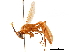  (Apoica gelida - CCDB-32138-D11)  @11 [ ] CreativeCommons - Attribution (2018) CBG Photography Group Smithsonian Institution