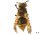 (Brachygastra - CCDB-32138-E02)  @14 [ ] CreativeCommons - Attribution (2018) CBG Photography Group Smithsonian Institution