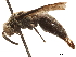  (Parachartergus richardsi - CCDB-32138-F01)  @11 [ ] CreativeCommons - Attribution (2018) CBG Photography Group Smithsonian Institution
