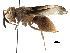  (Parachartergus nr. smithii - CCDB-32138-F02)  @11 [ ] CreativeCommons - Attribution (2018) CBG Photography Group Smithsonian Institution