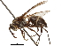  (Pseudopolybia - CCDB-32138-F07)  @15 [ ] CreativeCommons - Attribution (2018) CBG Photography Group Smithsonian Institution