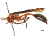  (Belonogaster - CCDB-32138-F12)  @15 [ ] CreativeCommons - Attribution (2018) CBG Photography Group Smithsonian Institution