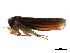  ( - CCDB-32959-F08)  @11 [ ] CreativeCommons - Attribution (2019) CBG Photography Group Smithsonian Institution