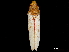  (Diestostemma stesilea - CCDB-32960-A07)  @11 [ ] CreativeCommons - Attribution (2019) CBG Photography Group Smithsonian Institution
