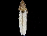  (Diestostemma huallagana - CCDB-32960-A08)  @11 [ ] CreativeCommons - Attribution (2019) CBG Photography Group Smithsonian Institution