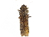  (Paracrocampsa discreta - CCDB-32960-B01)  @11 [ ] CreativeCommons - Attribution (2019) CBG Photography Group Smithsonian Institution