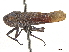  (Tretogonia costalimai - CCDB-32960-C03)  @11 [ ] CreativeCommons - Attribution (2019) CBG Photography Group Smithsonian Institution