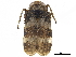  ( - CCDB-32960-D04)  @11 [ ] CreativeCommons - Attribution (2019) CBG Photography Group Smithsonian Institution