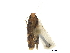  ( - CCDB-32960-D08)  @11 [ ] CreativeCommons - Attribution (2019) CBG Photography Group Smithsonian Institution