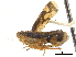  ( - CCDB-32960-D08)  @11 [ ] CreativeCommons - Attribution (2019) CBG Photography Group Smithsonian Institution