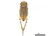  ( - CCDB-32960-E09)  @11 [ ] CreativeCommons - Attribution (2019) CBG Photography Group Smithsonian Institution