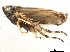  ( - CCDB-32960-F06)  @11 [ ] CreativeCommons - Attribution (2019) CBG Photography Group Smithsonian Institution