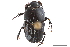  (Oniticellus planatus - CCDB-32961-E01)  @11 [ ] CreativeCommons - Attribution (2019) CBG Photography Group Smithsonian Institution