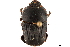  ( - CCDB-32961-E07)  @11 [ ] CreativeCommons - Attribution (2019) CBG Photography Group Smithsonian Institution