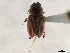  ( - CCDB-32961-G11)  @11 [ ] CreativeCommons - Attribution (2019) CBG Photography Group Smithsonian Institution