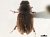  (Nobius hepaticus - CCDB-32961-G12)  @11 [ ] CreativeCommons - Attribution (2019) CBG Photography Group Smithsonian Institution