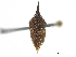  ( - CCDB-32962-D12)  @11 [ ] CreativeCommons - Attribution (2019) CBG Photography Group Smithsonian Institution